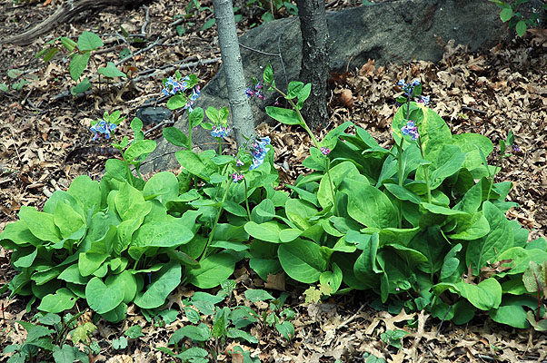 Central Park 024.JPG